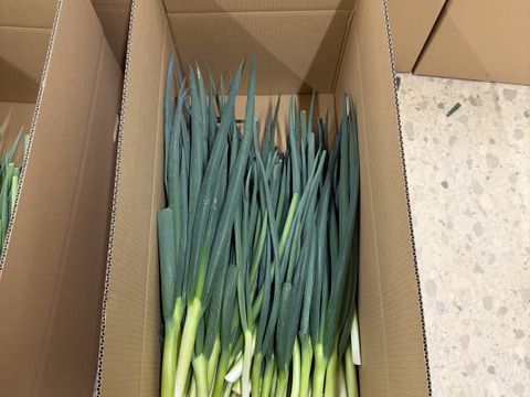 採れたて直送！西三河産の青ネギ5kg　使いきりサイズ　香り・食感に自信あり