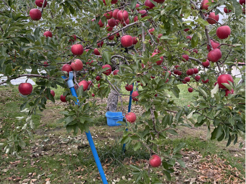 特別栽培りんご『千秋』家庭用訳あり・３㎏