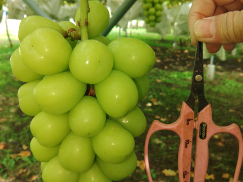 🍇朝採り🍇　1房500g超え果汁たっぷりのシャインマスカット(1.5kg・2～３房入り)