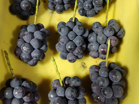 【訳あり】棚田で育てた🍇岡山県産ニューピオーネ（ご家庭用・大容量４ｋｇ）