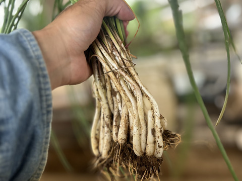 【お試し300g】沖縄 伊江島特産　島らっきょう