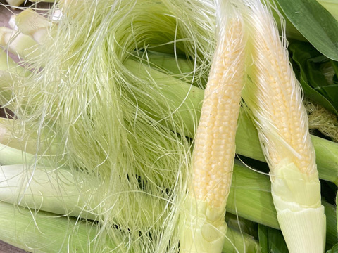 ヤングコーンであなたの人生変わったらゴメンナサイ（60サイズ）