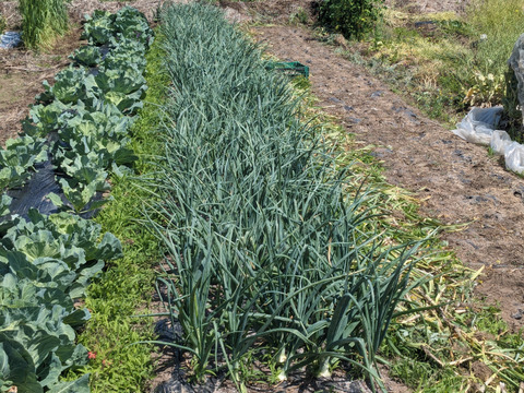 玉ねぎ5kg（およそ25個～35個）農薬・化学肥料・除草剤は使用していません。