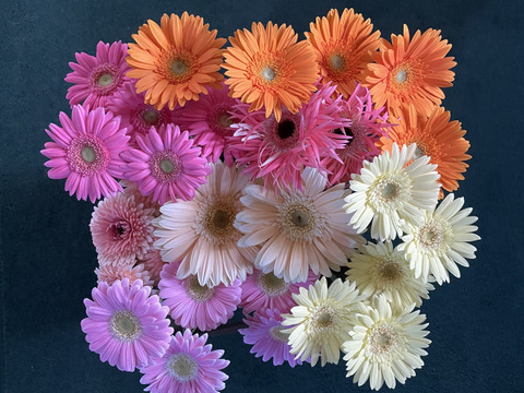 アメリカ通販ファッション 花農家直送！ガーベラおまかせ贅沢ミックス【30本】：福岡県産の 花束・切花