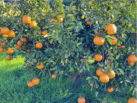 有機JAS認定！　愛媛県が誇る『しまなみ潮風柑橘』シリーズ　伊予柑　(ご家庭用・５㎏箱込み)