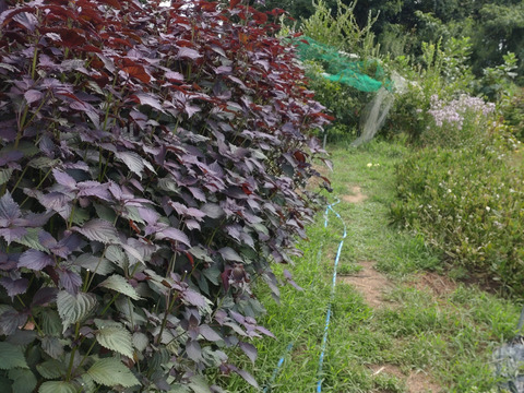 赤紫蘇の茎付きの葉５本以上（約25cmほどのもの）☆梅干し作りに☆赤紫蘇ジュースに☆農薬、除草剤、化学肥料不使用☆※チルド発送