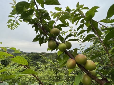 和歌山県紀南産　訳あり露茜5㎏ 3L up 雹キズあります pd_b7faf763b96f85dd839969be6eb