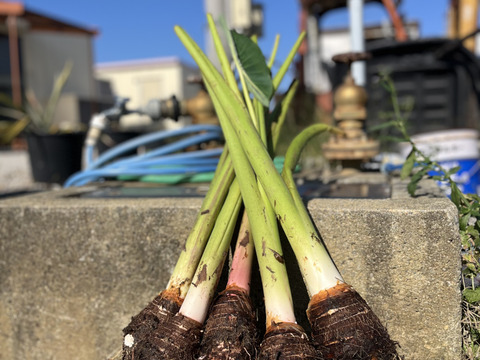 沖縄伝統野菜『田芋』冷凍小芋（450g×10)