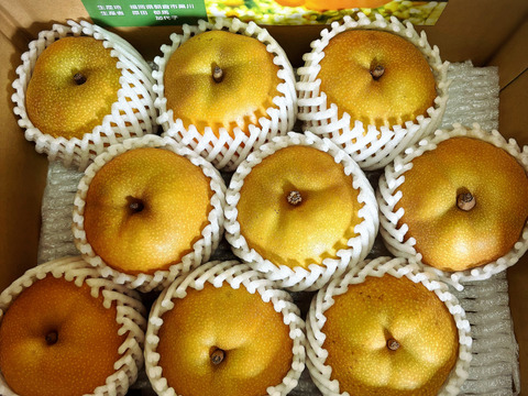 【激レア品種②】とにかく甘い‼️あきあかり梨約2.2kg(小玉8~9個入)✨️豊水・幸水より甘い!!キメ細かでとってもジューシー💦
日持ち良し‼️