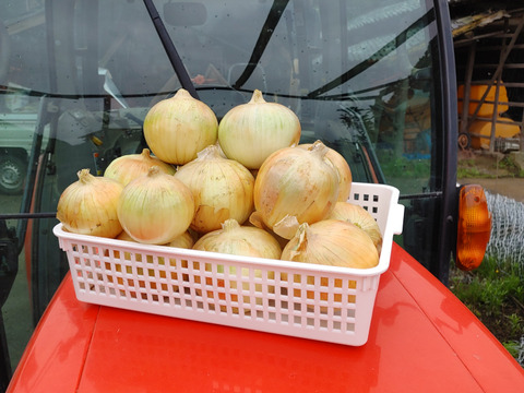 大好評，地層が違う淡路島、中早生玉ねぎアンサー３キロ(風袋込み)