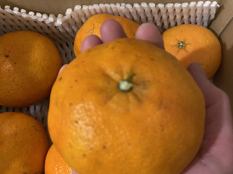 【甘みぎっっしり！】シャキシャキ甘い♪♪　甘平 （ご家庭用・２㎏）