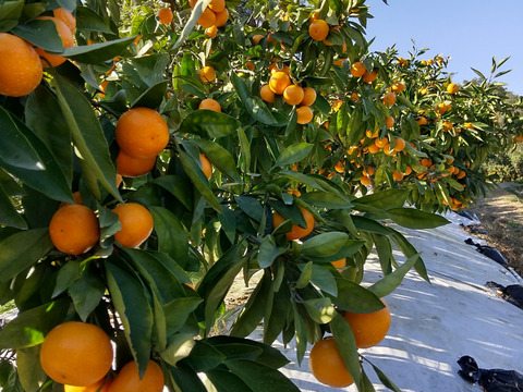 長崎の【完熟小粒】原口早生みかん(3kg)