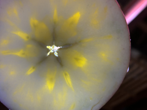 令和7年度産早期予約セール7%OFF大玉から順に発送‼️🍎青森県産完熟葉取らずふじ家庭用キズあり約3kg‼️とことん味にこだわりました😊