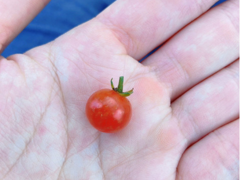 【旬を楽しむ♪】おまかせお野菜セットB（約15品以上）通年お野菜を作り続けるタガタメはいつでも注文可能！！