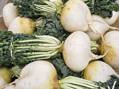 【期間限定】桜島大根