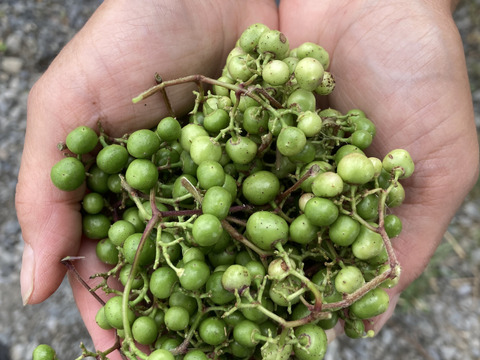【自然栽培】野ぶどう　馬ぶどう　生の青い実