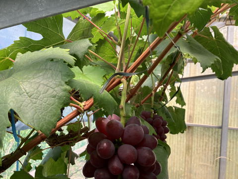 希少品種〔黒いバラード〕種なし皮ごと🍇約１ｋｇ　クール便送り