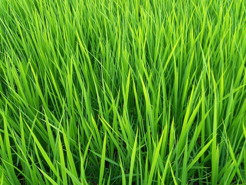 【初めての玄米食】を始める方に♡コシヒカリ 2㎏ 炊き方ﾚｼﾋﾟ付き 農薬不使用・化学肥料不使用 特別栽培米 玄米　令和3年産