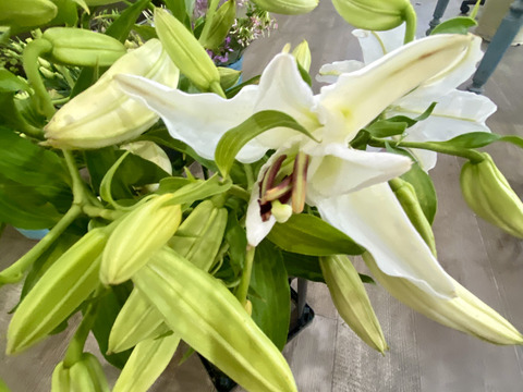 【大輪３本／カサブランカ】気品あふれる白いユリのカサブランカは、大輪の花と上品な香りが魅力で、開花すると空間が一気に華やぎます。蕾あり！産地直送！プレゼントにもどうぞ！