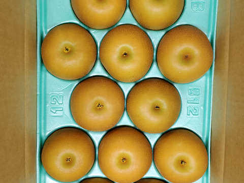 【贈答品】梨　あきづき　秀品　5Kg箱 10玉~14玉 _2025