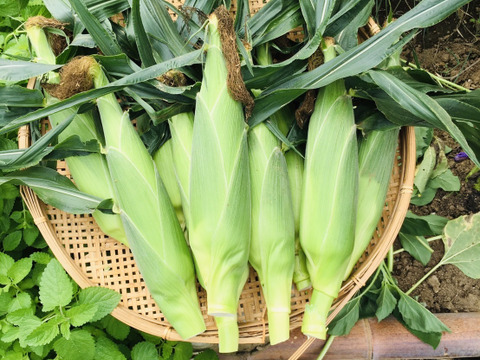 【2025年夏 】 お得です、 ゴールドラッシュLLサイズ9本セット✨