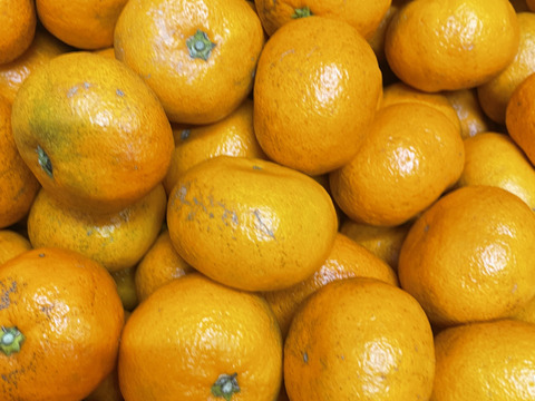 濃ーーーい甘さ！とくしま県・勝浦産『貯蔵みかん』【ご家庭用】10キロ