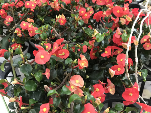 Hiromi様確認用キリン多肉植物 セット販売日、決めました | コキリノSucculents Life