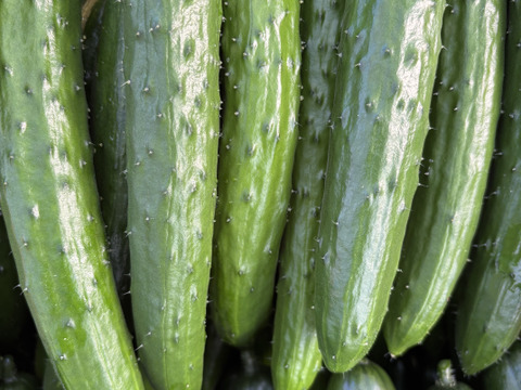 太陽のごちそう☀️食べ比べ ちび2キロお買い得普通サイズきゅうり2キロ(箱重量込)4キロ