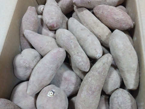 もも様限定【規格外】こばさんちの安納芋 ５KG  五島産 自然農業での栽培