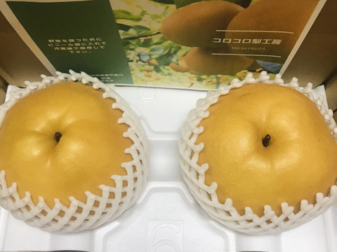 味に自信あり‼️【大きさにも美味しさにびっくり‼️】新高梨贈答用2.0kg以上(特大2-3個入)✨樹上完熟なので、甘くてとってもフルーティー✨️お届け後の日持ちを良くする為クール便で発送🚚