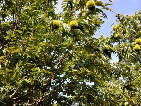 旨味しっかり！朝採れ「熊本県産和栗」5kg