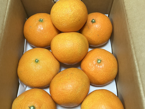 【夜市限定】【家庭用】まどんな 2kg みんなトリコになる“”プルプル“”新食感♡高級柑橘♫愛媛みかん！