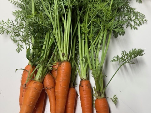 農薬・除草剤・化学肥料不使用 訳あり ミニ人参【葉っぱ付き】 1kg 石川県産