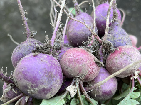 自然栽培ラディッシュ　５パック