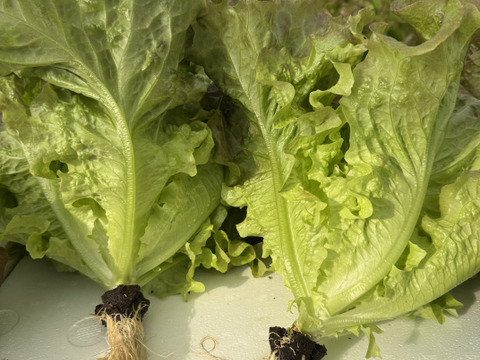 さかなが作った究極のスペシャリティ野菜　サニーレタス　約400g ×2株