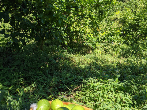 【栽培期間農薬不使用】大崎上島産レモン4kg