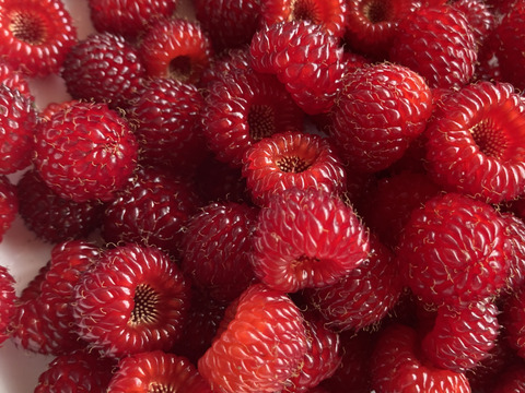 【冷凍】富山県産 ラズベリー 約1.3kg