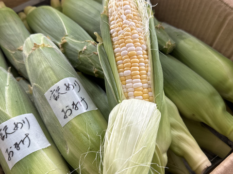 【農薬・化学肥料 不使用】メロンより甘い糖度18度以上！ 生で食べられるあま～いフルーツコーン(7.5kg)