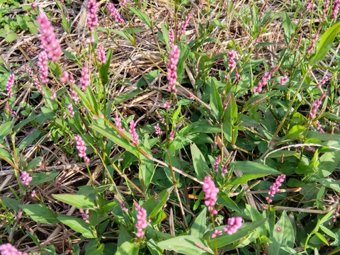 自然栽培の栗1.5キロと食べて美味しい野草3種のセット⭐オマケ付き⭐⭐️⭐️⭐️⭐️