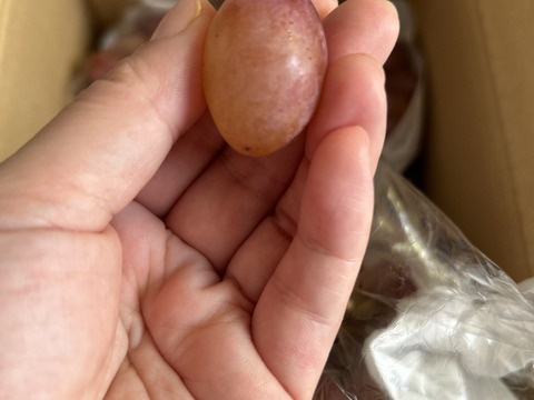 【カナダ人農園主の真心を込めた】サニールージュ約１ｋｇ（ご家庭用）