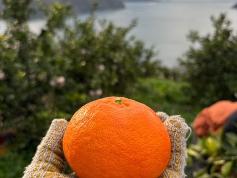 食感シャキシャキッ！甘い果汁たっぷり『わけあり甘平』3㎏