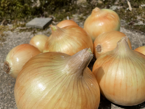 嬉しいお口コミにお答えして✨️玉ねぎネット付き【農薬不使用  玉ねぎ】3kg🧅兵庫県丹波産 米農家のこだわり有機肥料使用！化学肥料不使用 大きさいろいろ 薄皮がパラパラ落ちにくい