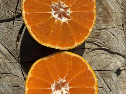 農薬・化学肥料不使用　小田原の規格外品　ミカン　(5㎏)