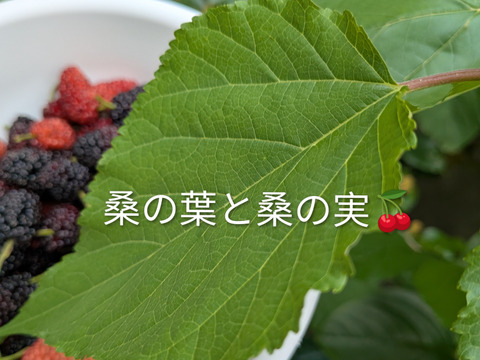 桑の実☆冷凍☆農薬等不使用☆自然栽培☆30個入り☆マルベリーの実☆スーパーフードマルベリー☆ヤマト連携冷凍便でお届け※数に限りがございますのでお一人様１袋分のみのご注文となります※桑の葉は含まれません
