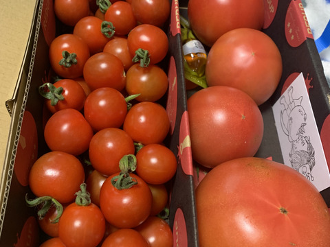 【食べ比べ】ソムリエトマト　約800gとソムリエミニトマト　プラチナ800gのセット