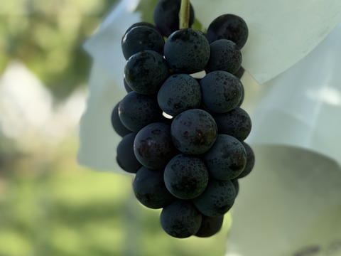 🉐小粒、ナガノパープル約1.0kg(2〜4房)