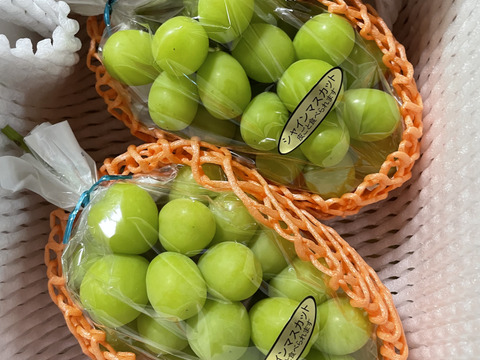 朝採れ直送！シャインマスカット(贈答用・1kg 2房)：長野県産の