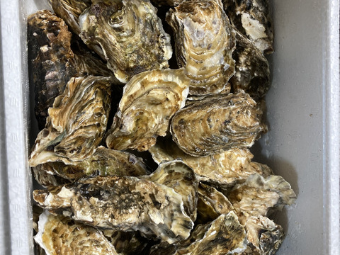 【生牡蠣】【生食用】三重県産 殻付き 浦村かき
S～Mサイズ 30個入り 2.5Kg (3～6人前）
牡蠣 貝類 海鮮 バーベキュー 牡蠣母の日父の日【冬ギフト】【生で食べれる美味い牡蠣】