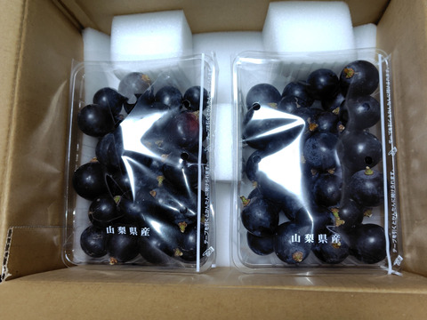 2025年【限定価格】ぶどう【ブラックビート】ご家庭用(訳あり品)粒売りパック詰め1kg 山梨県産　種なし