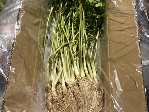 まもなく終了！根っこが主役！湯沢市産『三関せり』500g